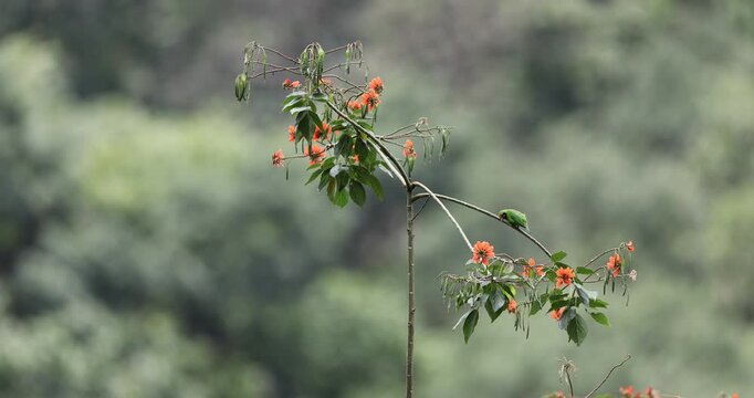 Golden fronted leaf bird foraging on flower tree at valparai in western ghats