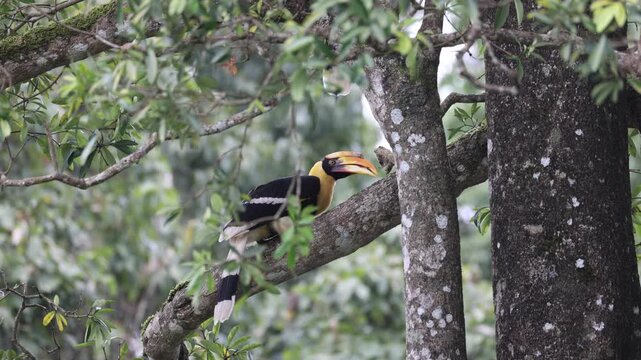 great indian hornbill chick inspecting tree branch at Valparai in western ghats