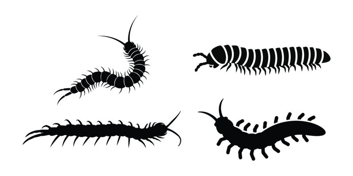 Set of 4 centipede silhouettes, isolated on transparent and white background, vector