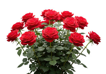 Obraz premium meticulously detailed, sharp medium close-up of a fresh red rose bush with velvety crimson petals and dew drops, isolated on transparent. concept of romance and timeless beauty