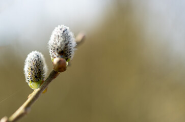 Willow catkins in soft spring sunlight