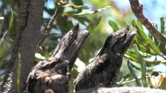 Three Tawny Frogmouths in the Tree
