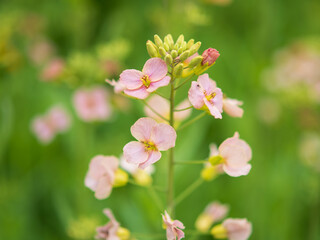 Delicate pink wildflowers blooming on a green stem © 佳灵 徐