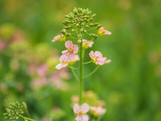 Fototapeta premium Delicate pink wildflowers with green buds on a slender stem against a soft blurred background