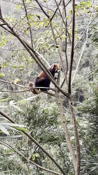 Vertical view of a Red Panda, Ailurus fulgens, scratching itself while resting on a high tree branch. The arboreal mammal shows natural behavior in Panda Valley Chengdu China.