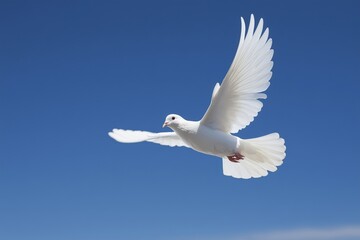 Obraz premium White dove flying in clear blue sky, symbol of peace and freedom concept
