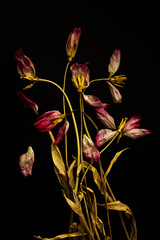 Bukiet suchych tulipanów na czarnym tle – uschnięte kwiaty w minimalistycznej kompozycji © Elżbieta Kaps