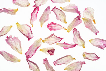 Suche płatki różowych tulipanów na białym tle, podświetlone – delikatna struktura kwiatów, wiosenne tło © Elżbieta Kaps