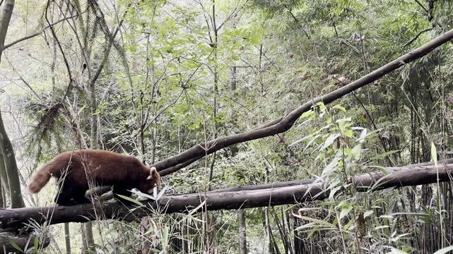 Red Panda, Ailurus fulgens, walks along a horizontal tree trunk in a lush forest. The animal approaches a small wooden nesting box in its natural habitat at Panda Valley Chengdu China.