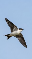 Fototapeta premium Flying bird with outstretched wings against a clear blue sky background