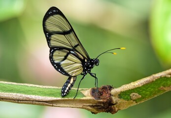 Obraz premium butterfly on leaf
