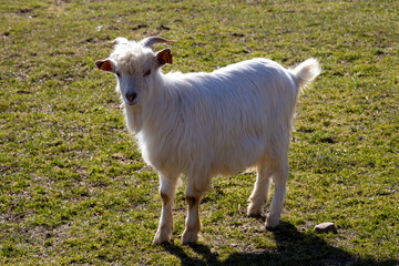 Obraz premium White goat walking toward the camera on a grassy pasture in bright sunlight, farm animal outdoors, natural rural scene with copy space.