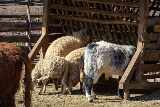 Mixed farm animals feeding hay from a rustic wooden feeder, with sheep and a shaggy black and white miniature cow in a sunny farmyard enclosure. Rural agriculture scene.