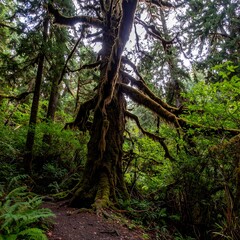 Obraz premium Enchanted Forest - A Moss-Covered Tree in a Lush Green Wilderness.