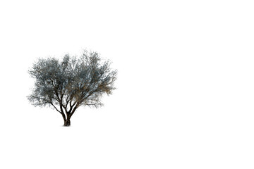 Obraz premium Single Green Tree in Barren Desert Landscape isolated on transparent background