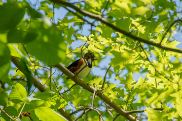 Obraz premium Eastern Towhee