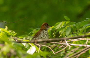 Obraz premium Wood Thrush