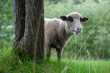 sheep and lambs © mikhailgrytsiv