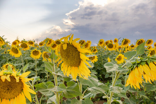 Natural Sunflower