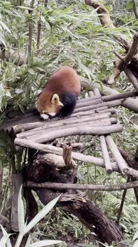 Red Panda, Ailurus fulgens, climbs onto a wooden platform and starts eating green leaves. The animal shows natural foraging and climbing behavior in Panda Valley Chengdu China.