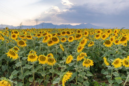 sunflower field with blue sky background