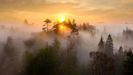 Obraz premium Tree canopy emerging through dense morning mist at sunrise.