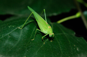 Macro of a Great Green Bush-cricket Resting on a Dark Leaf at Night