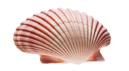 Obraz premium Close up of a pink and white ribbed scallop seashell on a white background marine ocean
