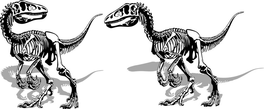 Dinosaur Adventure vector illustration of a dinosaur Collection of dinosaur silhouettes