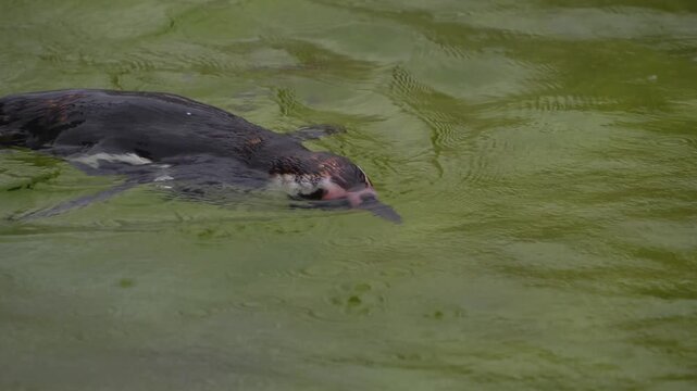 Close up of a jackass or Humboldt penguin swimming around and lake on a sunny day
