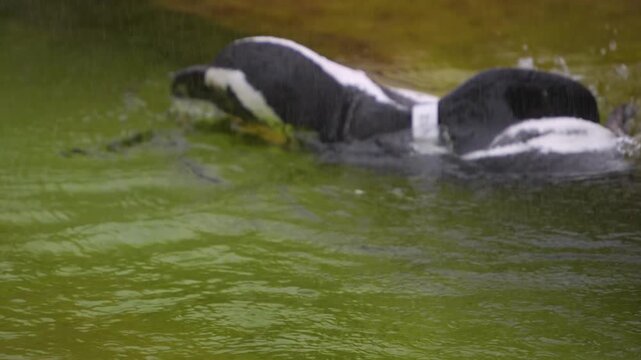 Close up of a jackass or Humboldt penguin swimming around and lake on a sunny day
