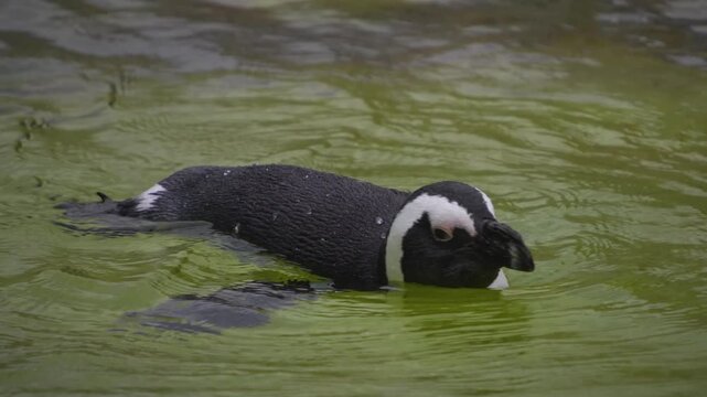 Close up of a jackass or Humboldt penguin swimming around and lake on a sunny day
