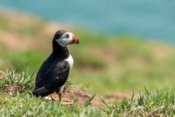 Fototapeta premium Common Atlantic Puffin (Fratercula artica) bird with copy space, a migrating bird that can be found flying on Skomer Island Pembrokeshire South Wales UK, wildlife stock photo image
