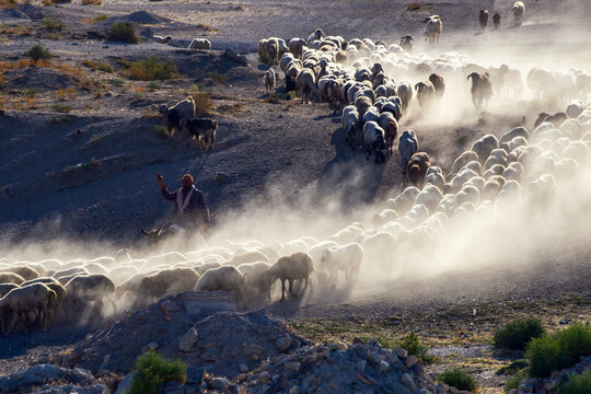 sheep in the mountains