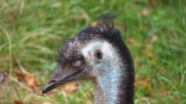 A very close up of an emu bird head and eyes looking around on a cloudy spring day