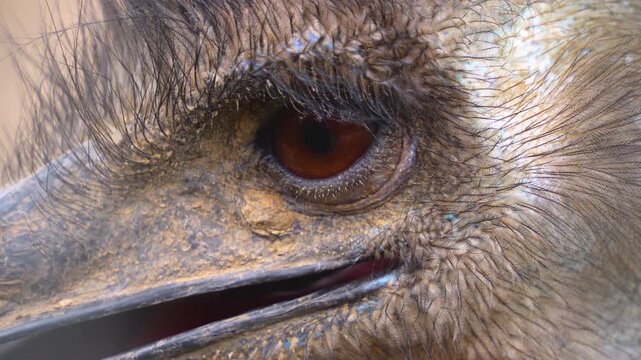 A very close up of an emu bird head and eyes looking around on a cloudy spring day