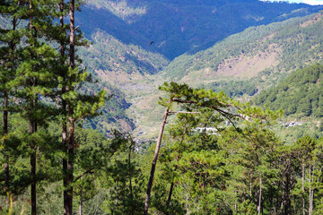 Mountain Valley with Pine Forest in the Philippines
