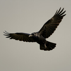 Obraz premium Majestic Black Raven Soaring Through Sky with Wings Spread Wide in Flight Natural Wildlife Photography Bird in Motion Against Soft Gray Background