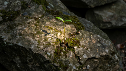 Young Green Sprout Pushing Through Mossy Rocks in Natural Sunlight Showcasing Resilience and Growth Concept for Environmental or Sustainability Themes