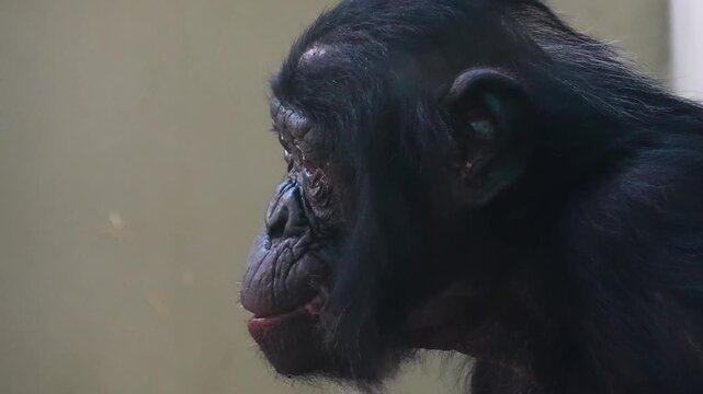 Close up Bonobo monkey head eating food with his hand