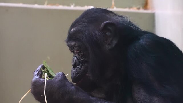 Close up Bonobo monkey head eating food with his hand
