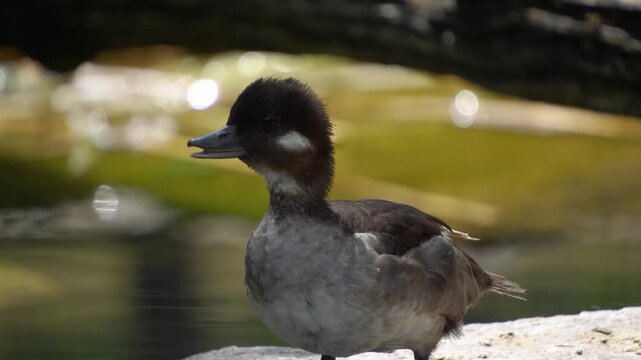 Close up of bufflehead duck standing beside a lake on a sunny spring day
