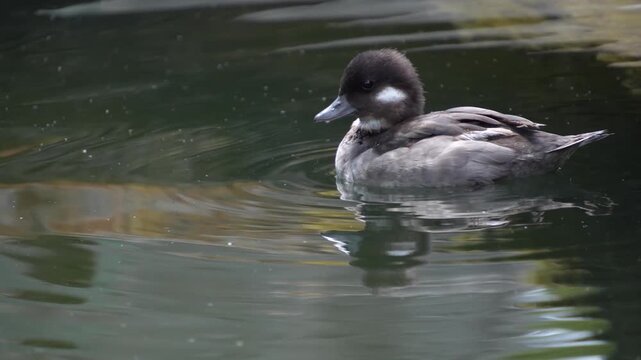 Close up of a small bufflehead duck swimming around a lake and flapping his wings on a sunny spring day
