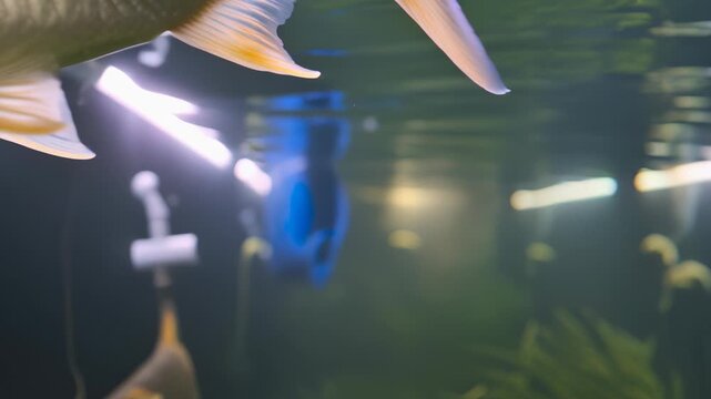 Colorful fish swimming in illuminated aquarium with aquatic plants