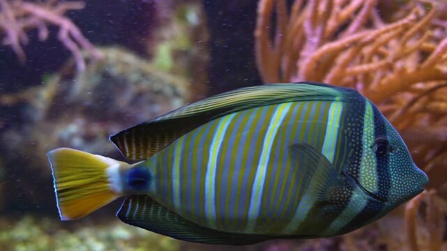 Close up of an indian sailfin Zebrasoma fish swimming beside a coral reef underwater.