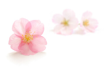 桜 花 ピンク 春 白 背景