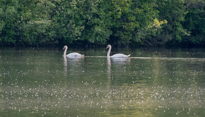 Mute Swan