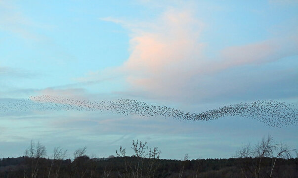 Narrow section of a Starling murmuration in front of pink clouds, Derbyshire England
