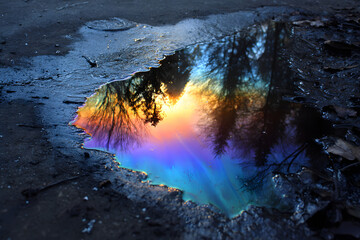 Fototapeta premium Vibrant oil slick in a rain puddle reflecting a golden sunset and tree silhouettes on dark asphalt, creating a colorful iridescent spectrum.
