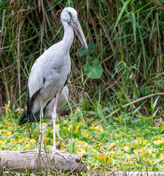 Asian openbill stork - anastomus oscitans - standing on a log in hoa l ninh binh